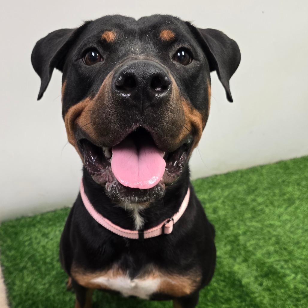 Enlarge Princess, a Adoptable Rottweiler in Columbia, MO image 2/2