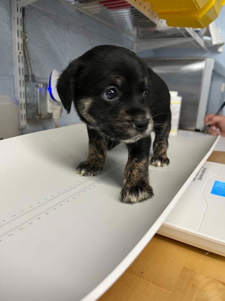 Enlarge Puppy - Oreo, a Adoptable Cocker Spaniel in Emmett, ID image 1/1