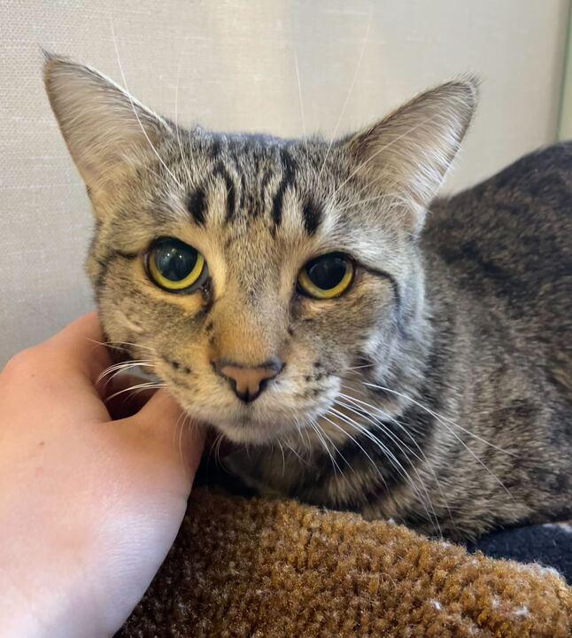 Billie, ADOPTABLE, Young Male Domestic Short Hair.