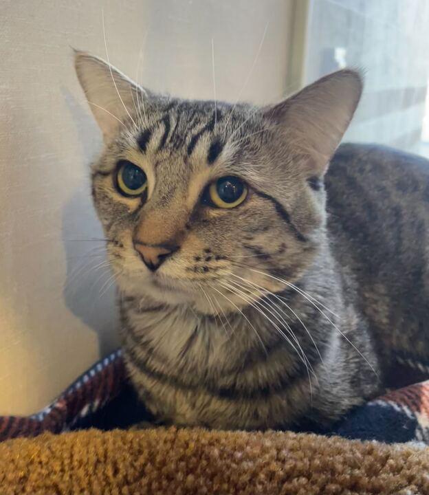 Enlarge Billie, a ADOPTABLE Domestic Short Hair in Jackson, MI image 2/3