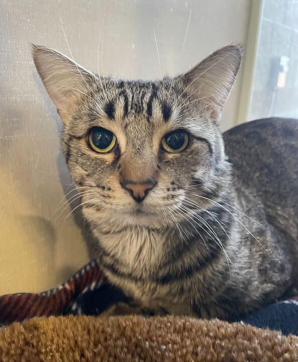 Enlarge Billie, a ADOPTABLE Domestic Short Hair in Jackson, MI image 3/3