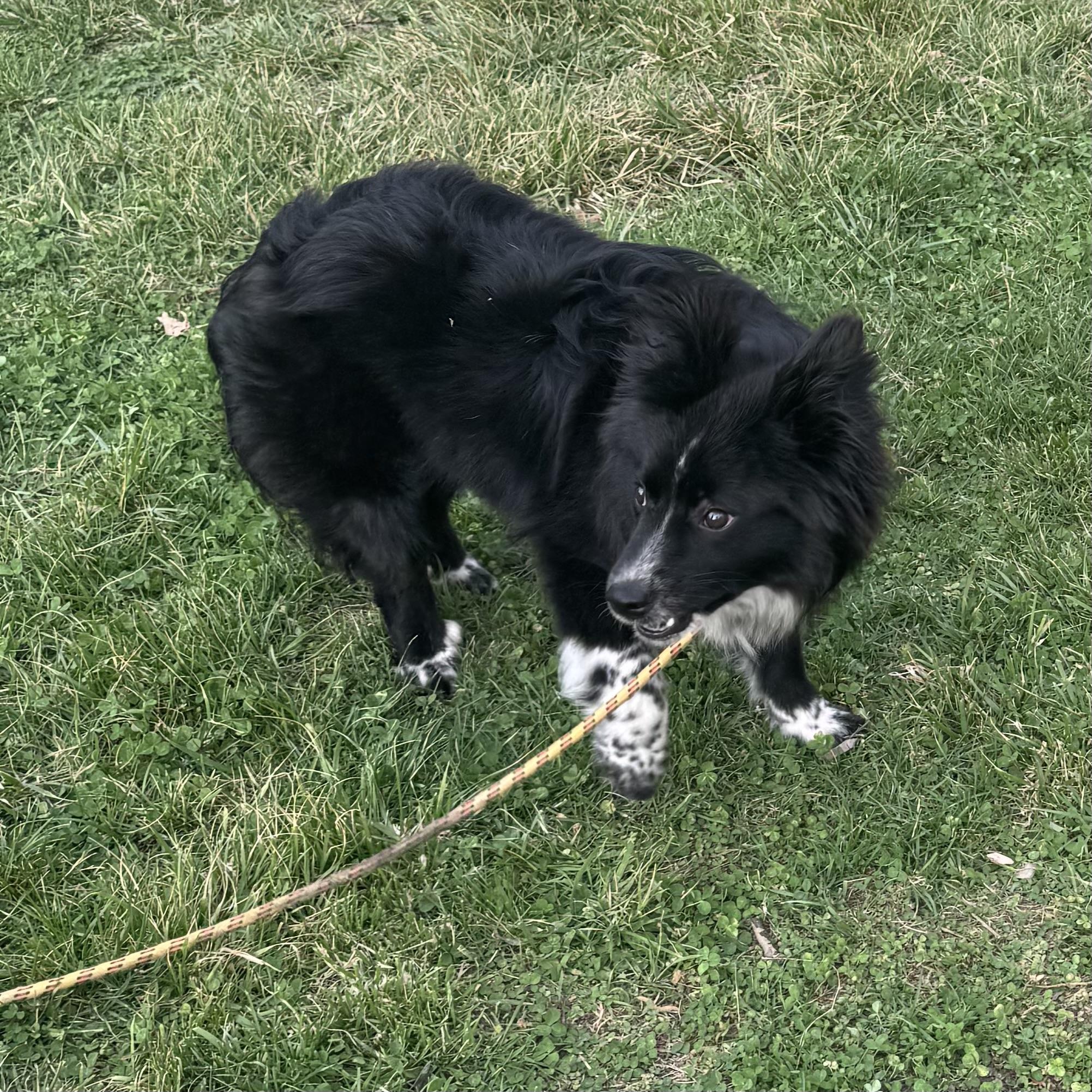 Enlarge Wally , a ADOPTABLE mixed breed in Louisburg, KS image 3/5