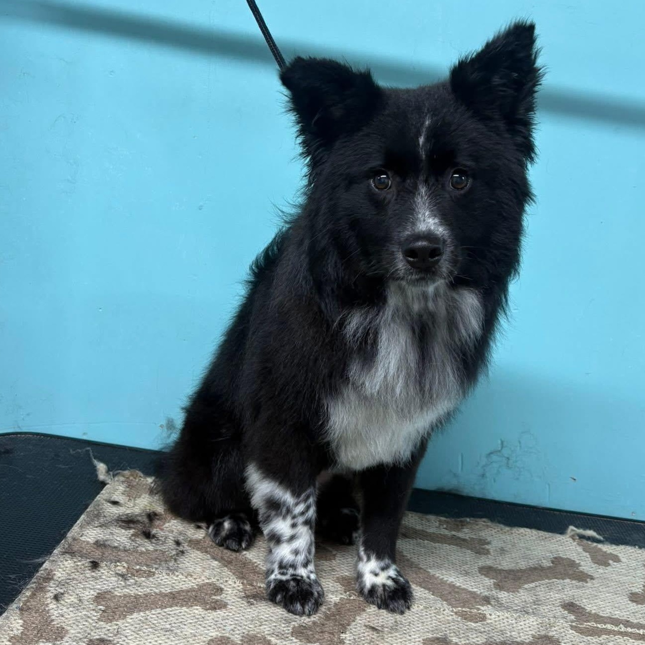 Enlarge Wally , a ADOPTABLE mixed breed in Louisburg, KS image 2/5