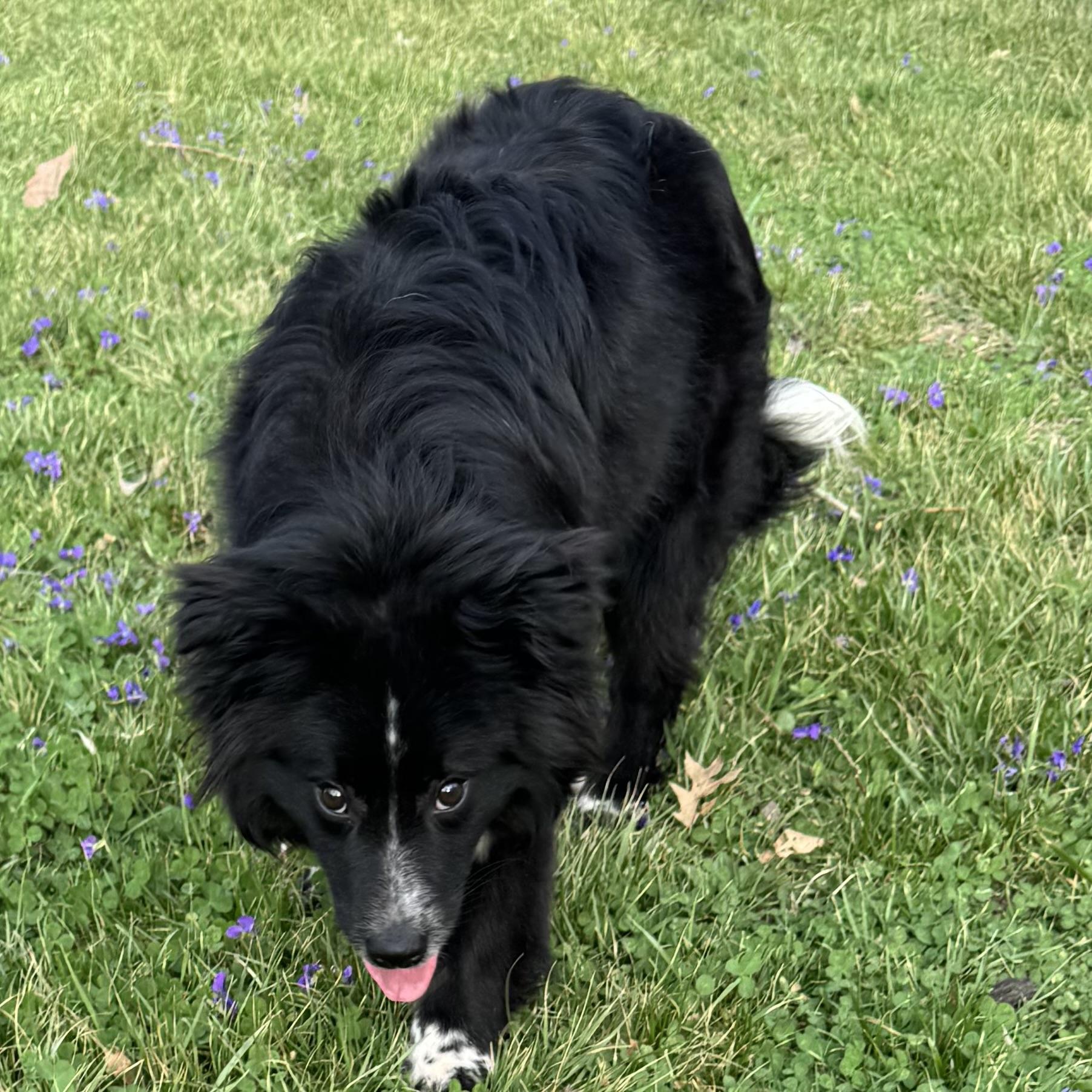 Enlarge Wally , a ADOPTABLE mixed breed in Louisburg, KS image 5/5
