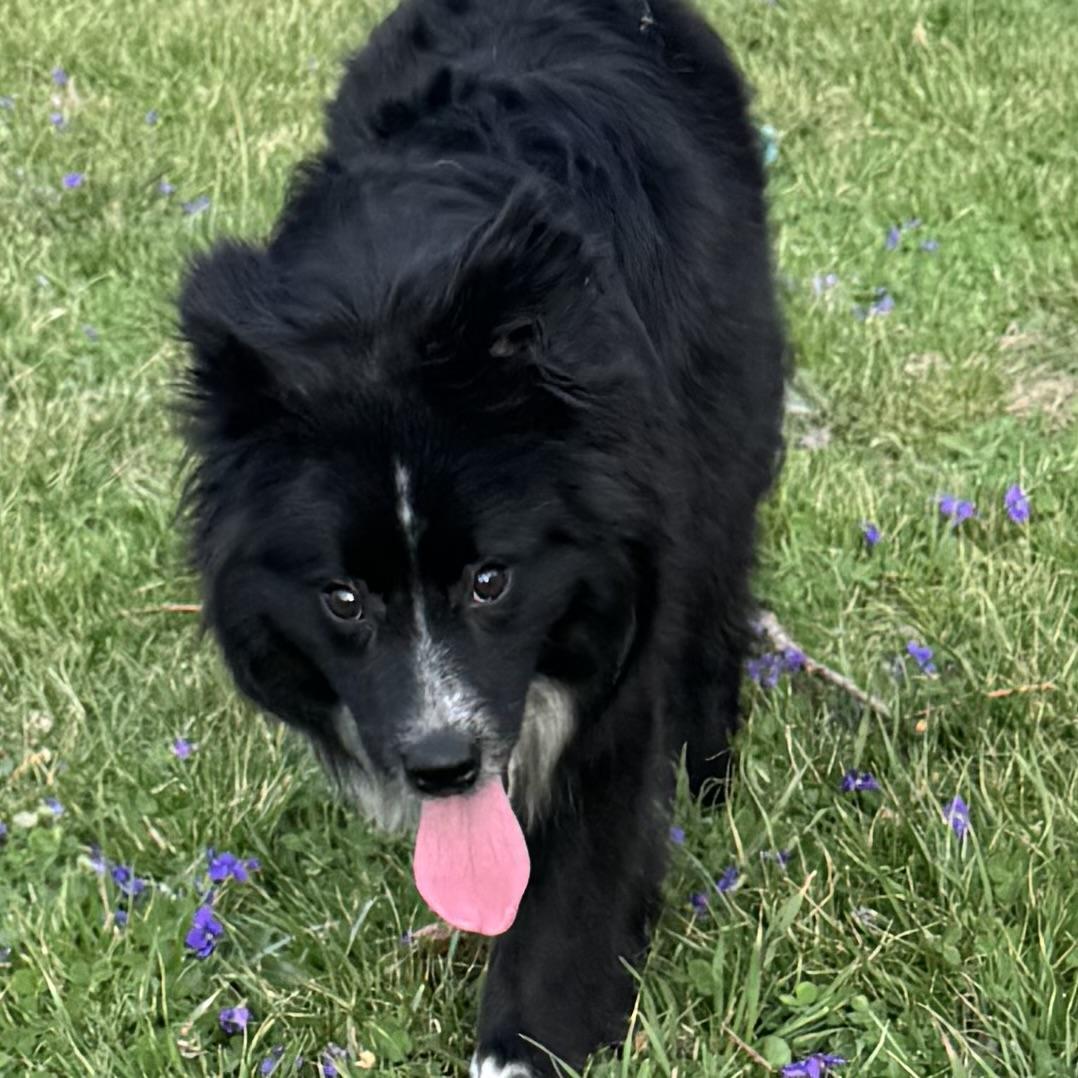 Enlarge Wally , a ADOPTABLE mixed breed in Louisburg, KS image 4/5