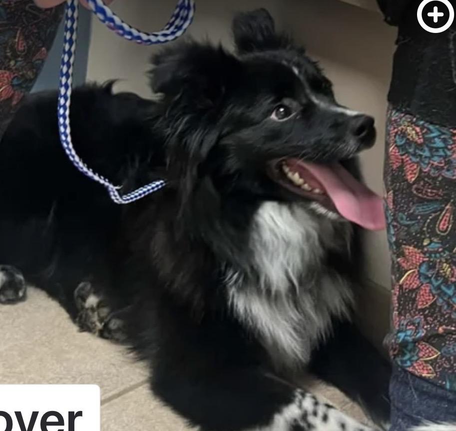 Enlarge Wally , a ADOPTABLE mixed breed in Louisburg, KS image 1/5