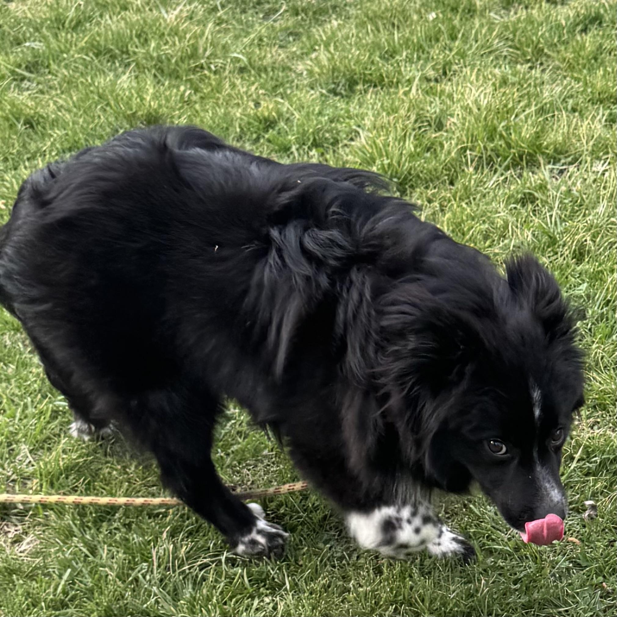 Enlarge Wally , a ADOPTABLE mixed breed in Louisburg, KS image 5/5