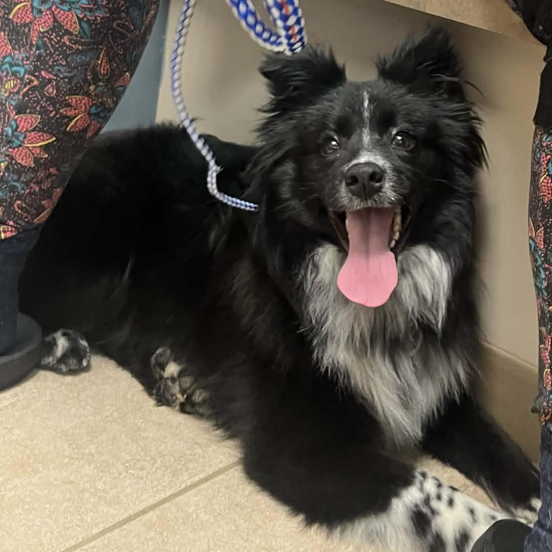 Enlarge Wally , a ADOPTABLE mixed breed in Louisburg, KS image 1/5