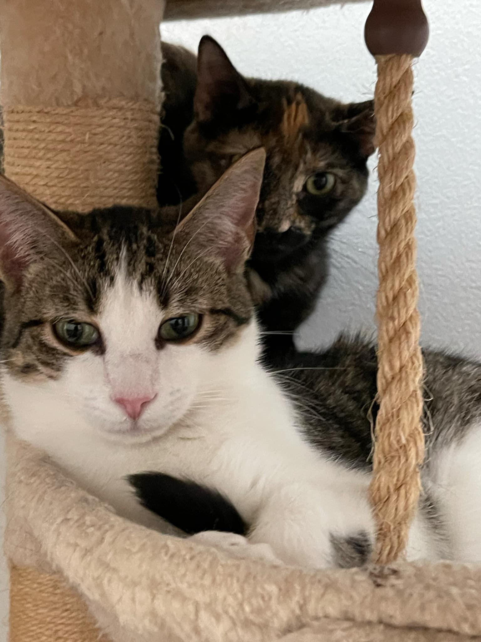 Sundrop and Moondrop, Adoptable, Young Male Domestic Short Hair & Tortoiseshell.