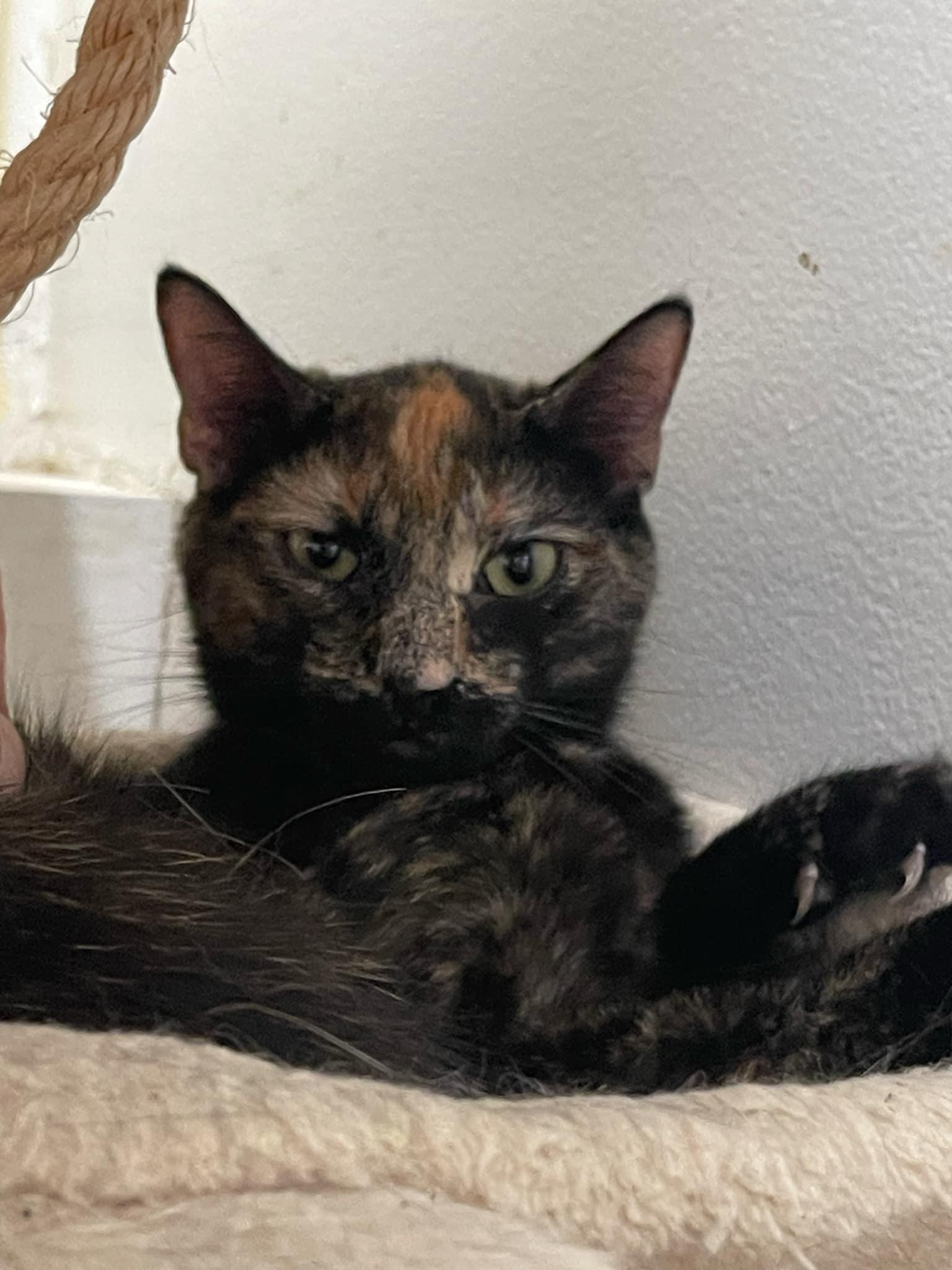 Sundrop and Moondrop, a Adoptable mixed breed in Little River, SC image 3/3