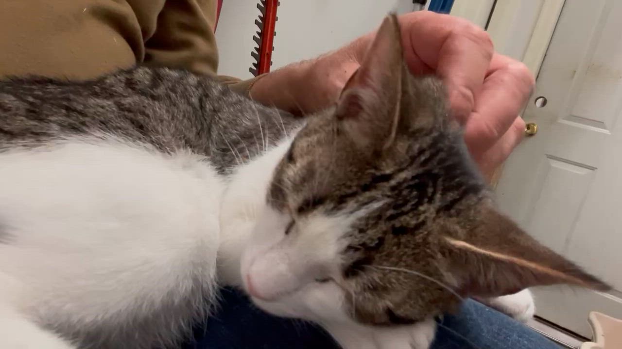 Enlarge Sundrop and Moondrop, a Adoptable mixed breed in Little River, SC video 2/3