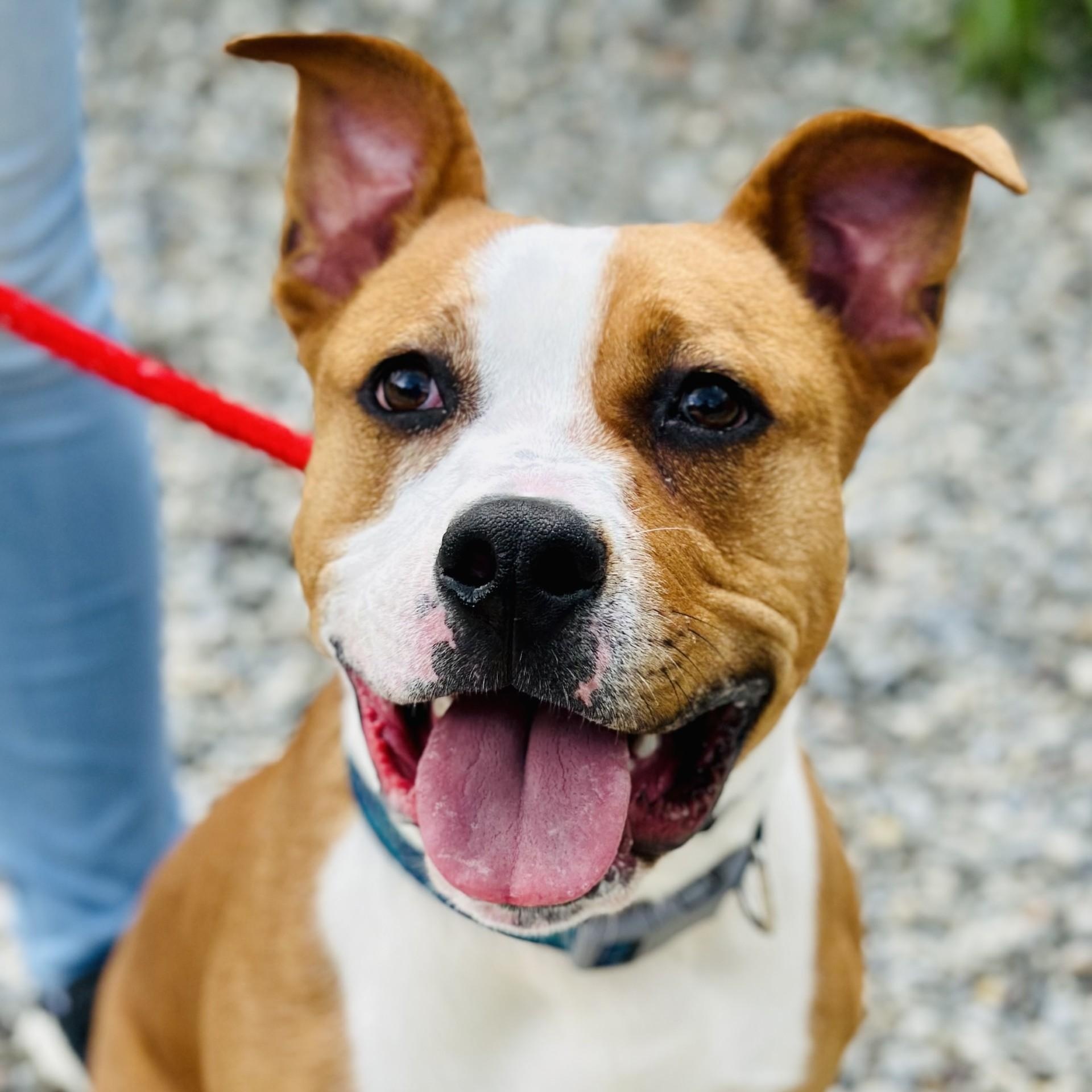 Sully, Adoptable, Adult Male Pit Bull Terrier.