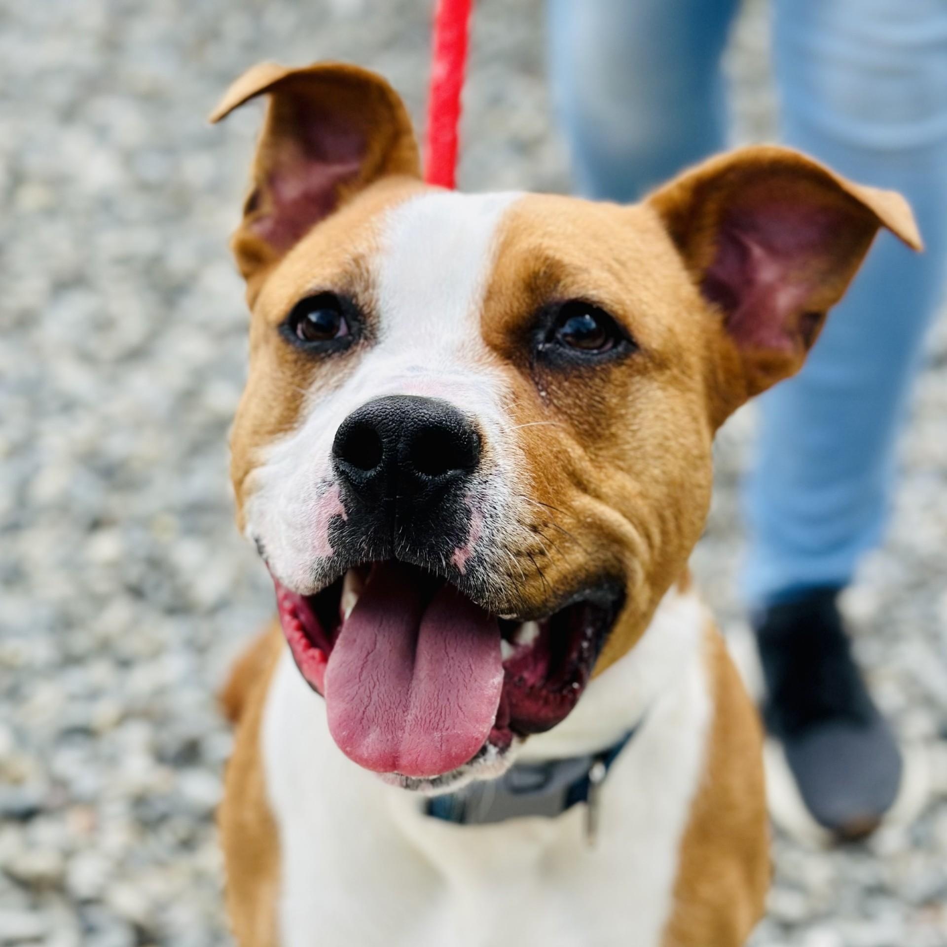 Sully, a Adoptable mixed breed in Manahawkin, NJ image 2/3