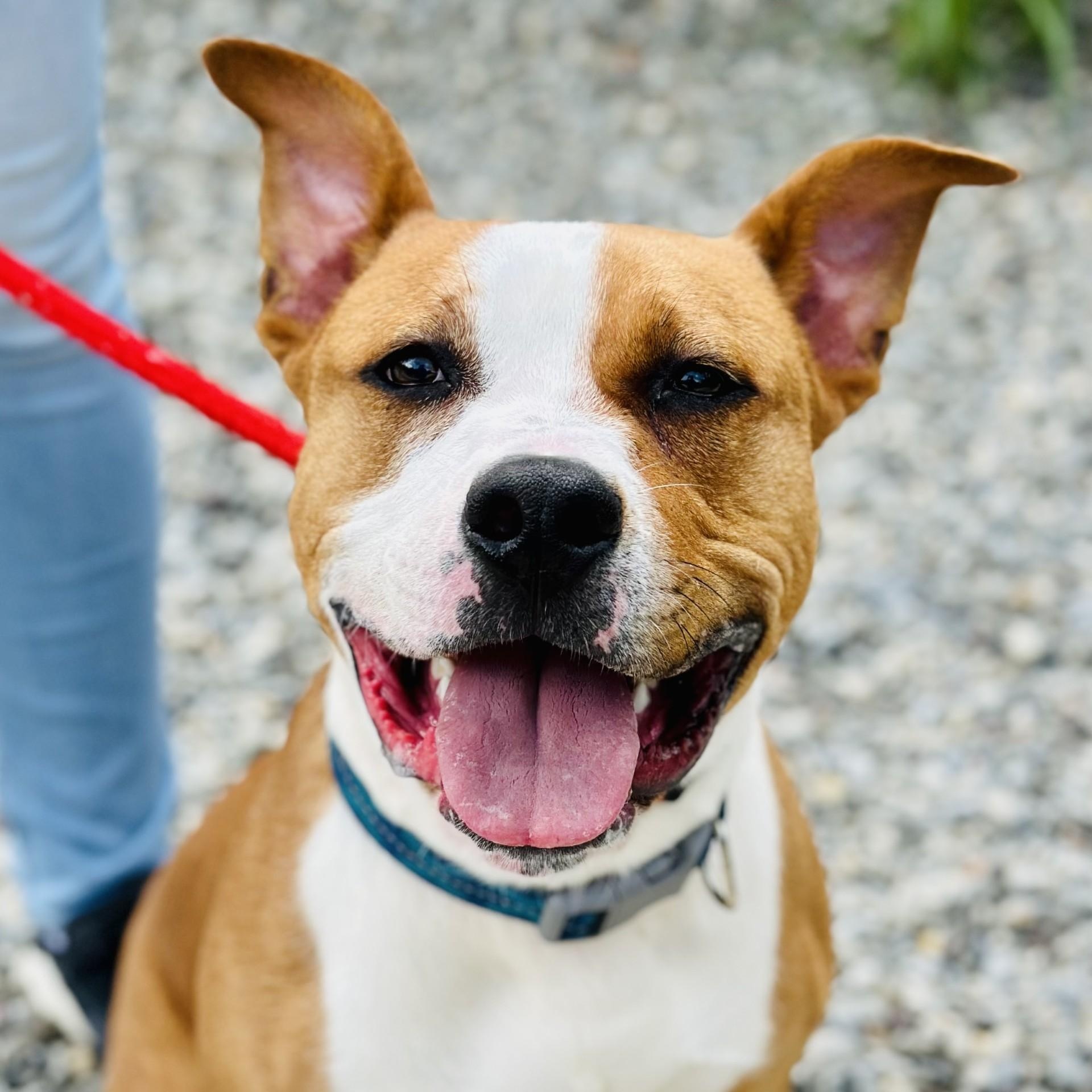 Sully, a Adoptable mixed breed in Manahawkin, NJ image 3/3