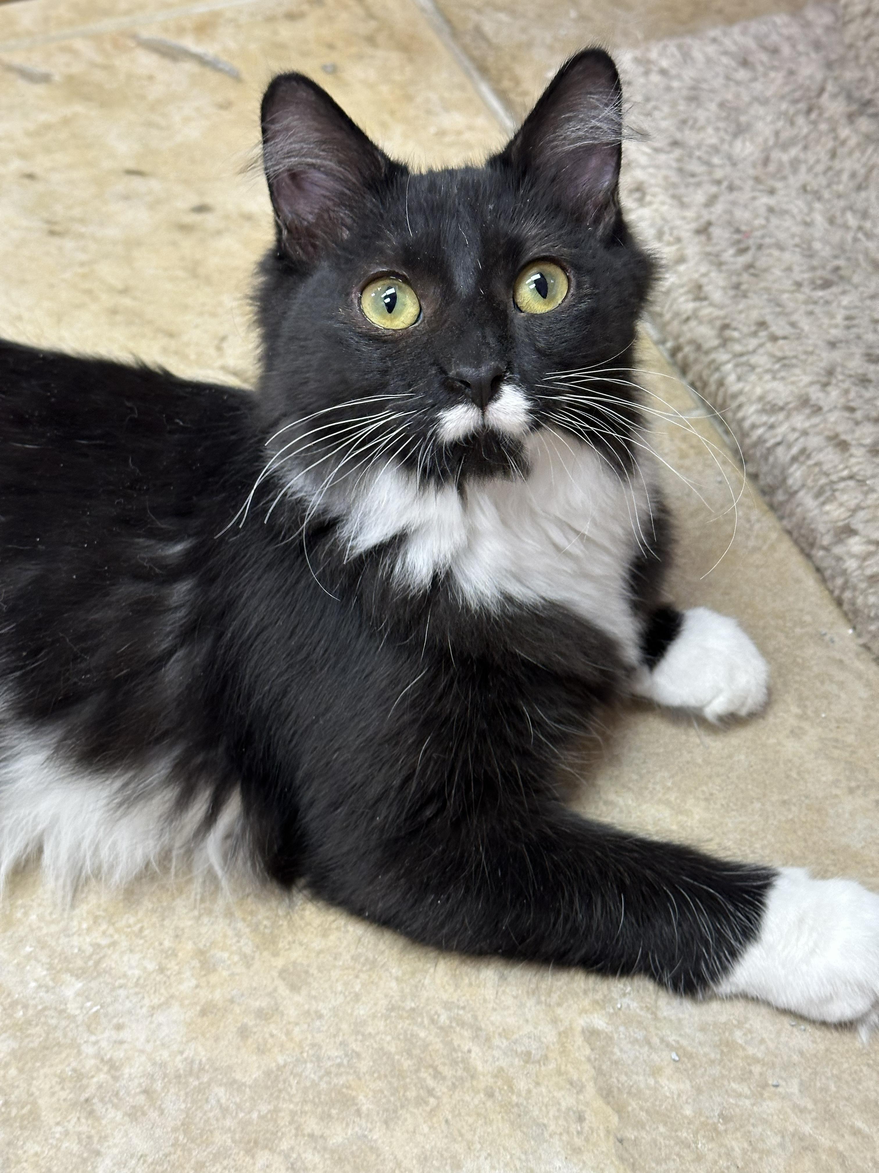 Enlarge Juniper, an adopted Domestic Long Hair in Crystal Lake, IL image 3/4