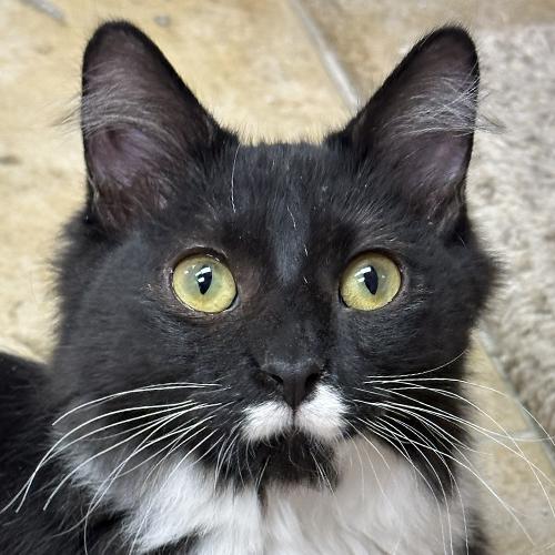 Juniper, adopted, Kitten Female Domestic Long Hair.