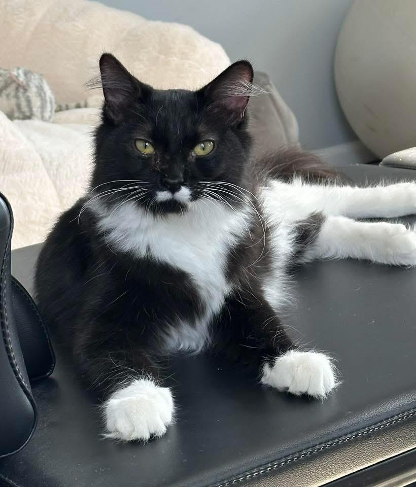 Enlarge Juniper, an adopted Domestic Long Hair in Crystal Lake, IL image 4/4