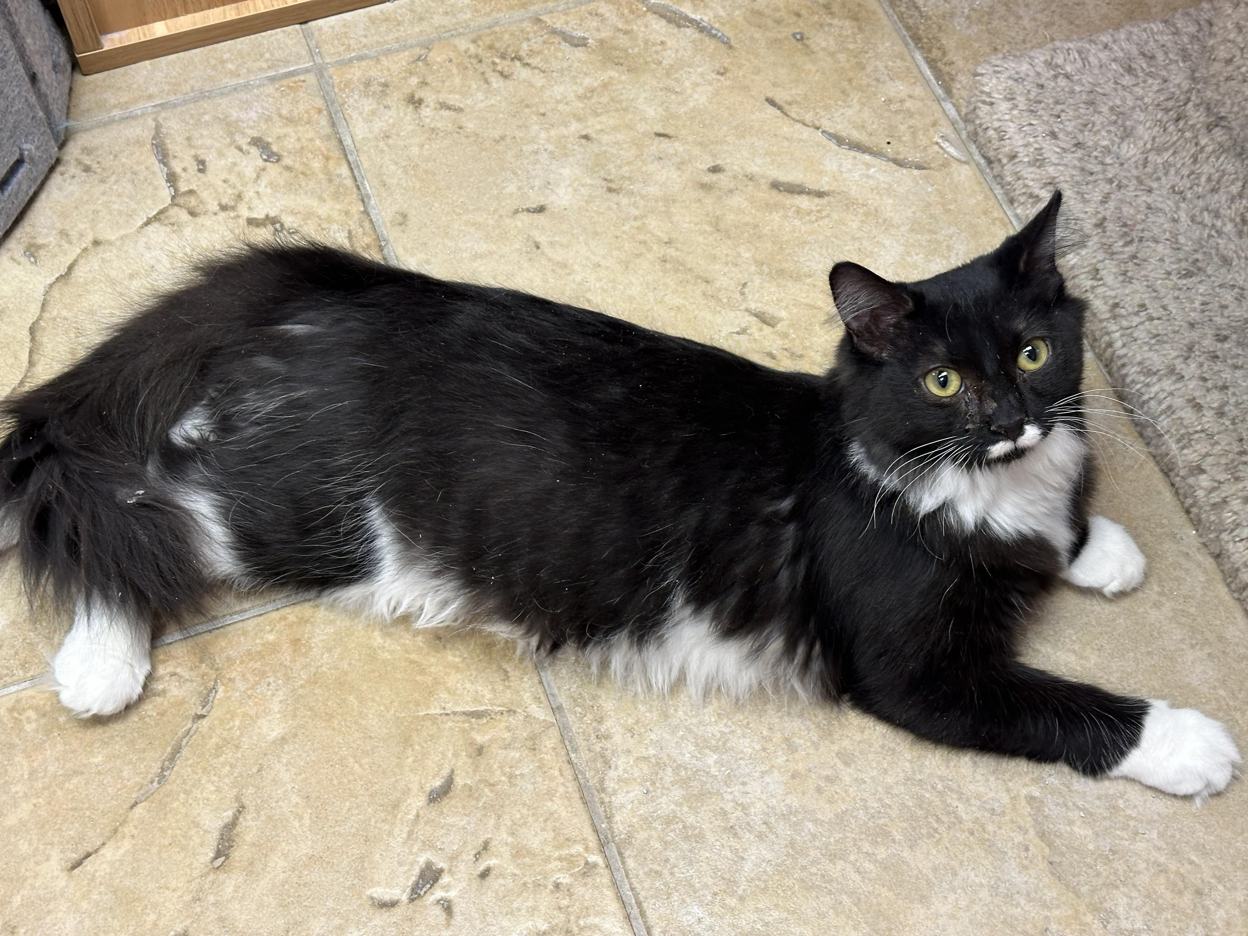 Enlarge Juniper, an adopted Domestic Long Hair in Crystal Lake, IL image 2/4