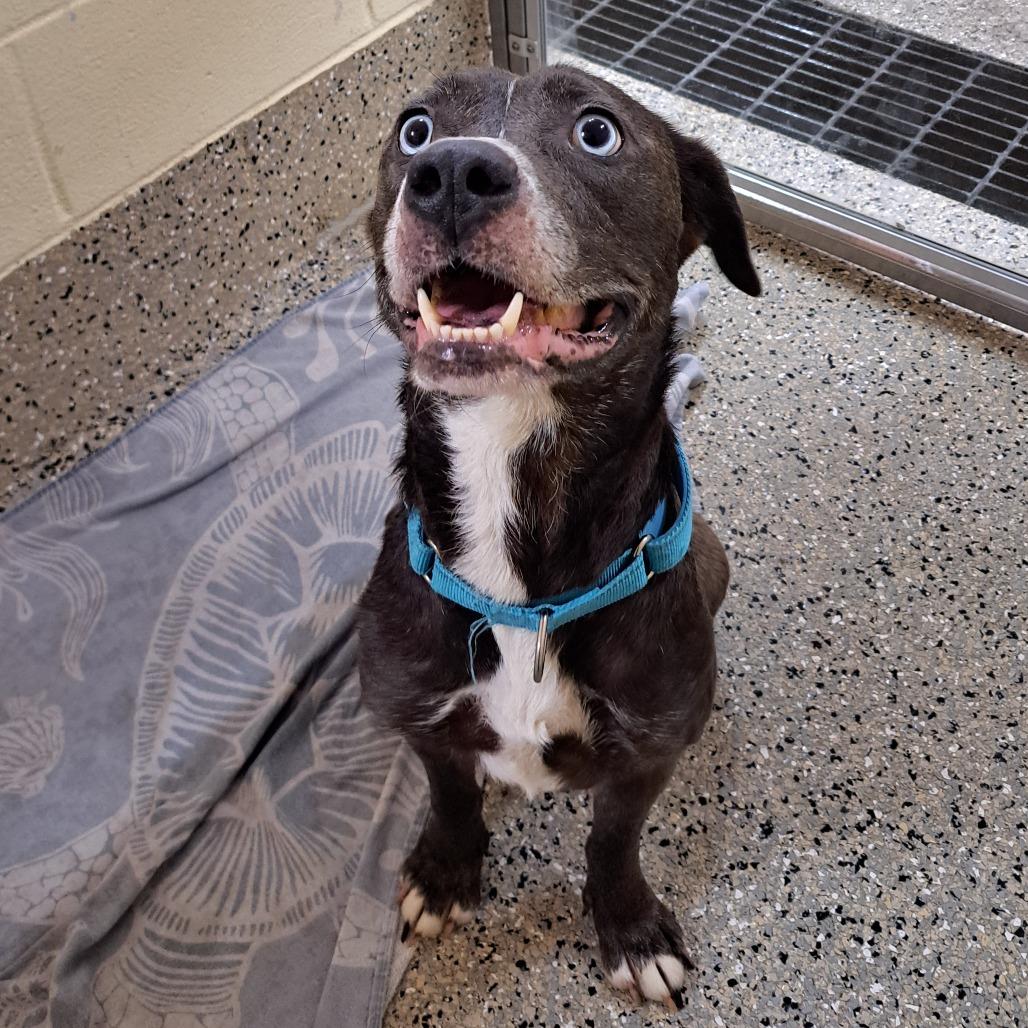 Kimchi, Adoptable, Adult Female Mixed Breed.