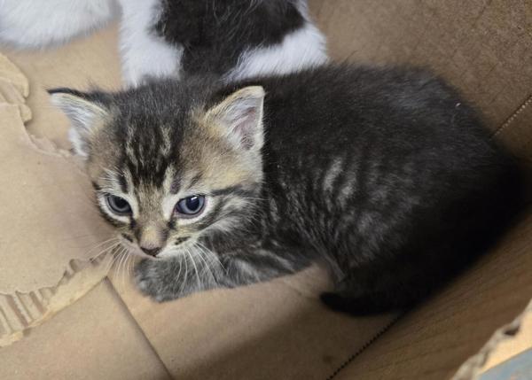 Honeydew, Adoptable, Kitten Male Domestic Short Hair.