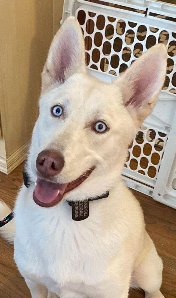 Nova **READ ENTIRE DESCRIPTION**, Adoptable, Young Female Siberian Husky & German Shepherd Dog.