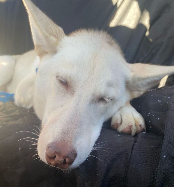 Nova **READ ENTIRE DESCRIPTION**, a Adoptable mixed breed in Spokane, WA image 2/17