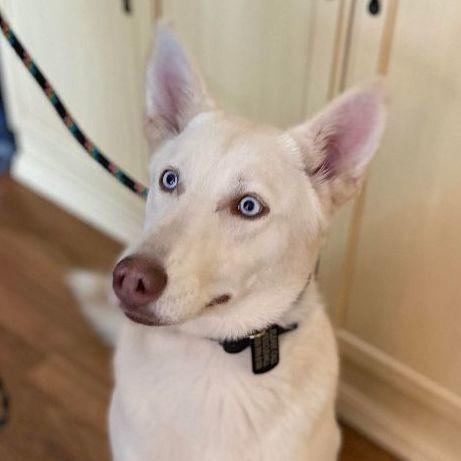 Enlarge Nova **READ ENTIRE DESCRIPTION**, a Adoptable mixed breed in Spokane, WA image 2/6