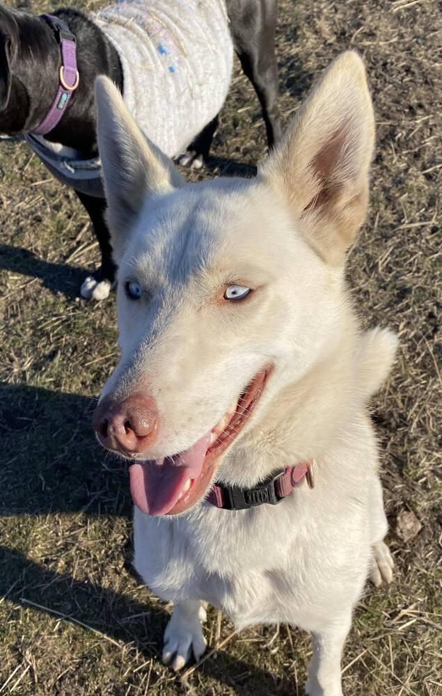 Enlarge Nova **READ ENTIRE DESCRIPTION**, a Adoptable mixed breed in Spokane, WA image 3/6