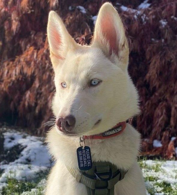 Enlarge Nova **READ ENTIRE DESCRIPTION**, a Adoptable mixed breed in Spokane, WA image 4/6