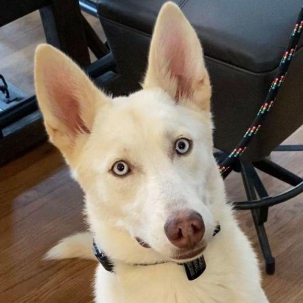 Enlarge Nova **READ ENTIRE DESCRIPTION**, a Adoptable mixed breed in Spokane, WA image 5/6