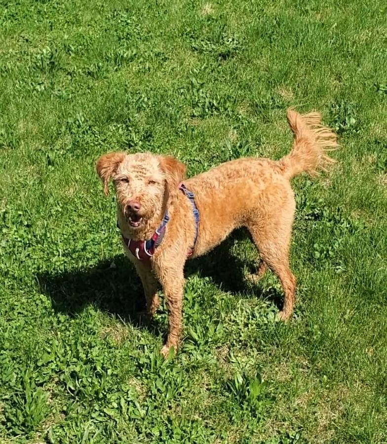 Bobbi-COURTESY LISTING, ADOPTABLE, Adult Female Labradoodle.