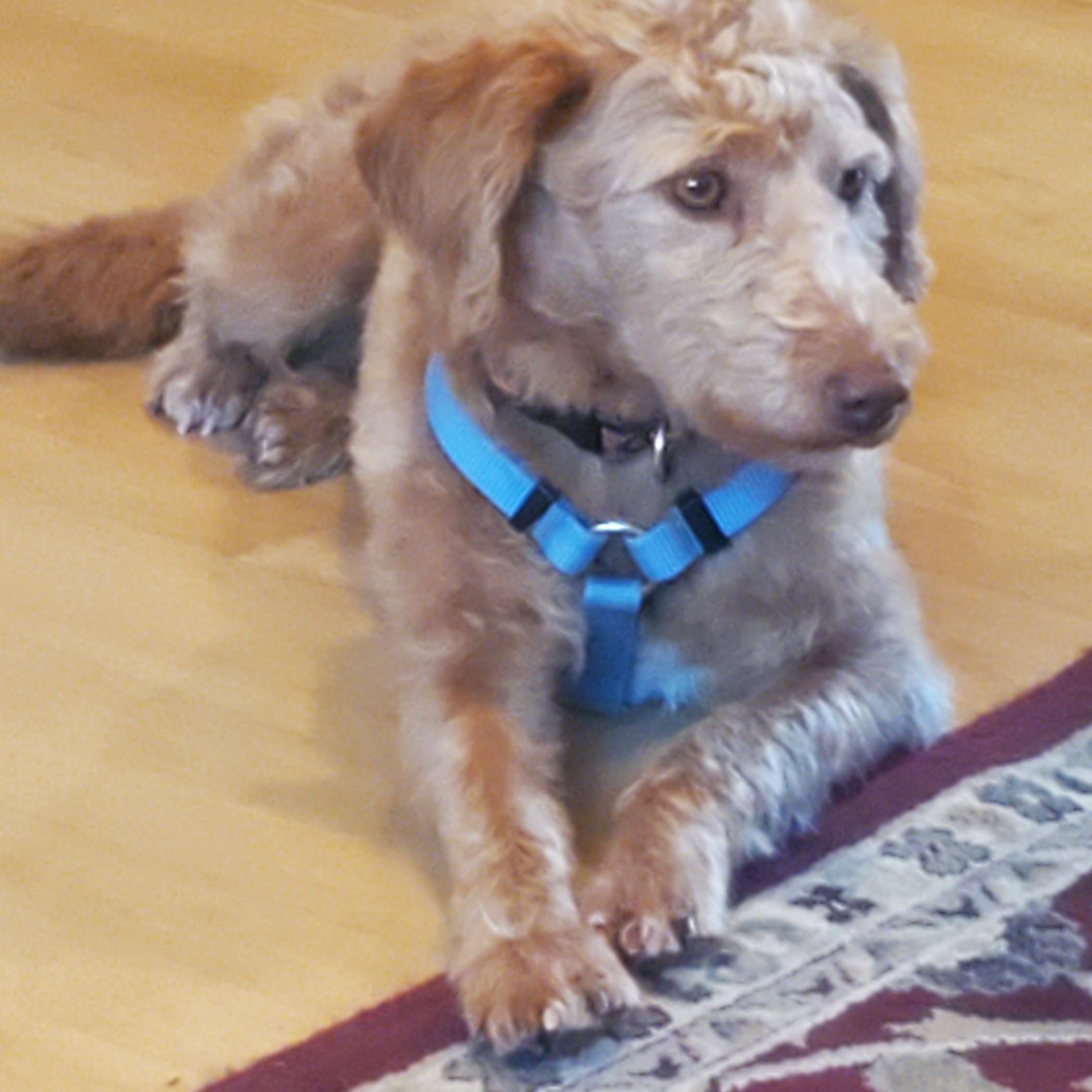 Bobbi-COURTESY LISTING, a ADOPTABLE Labradoodle in Decorah, IA image 2/2