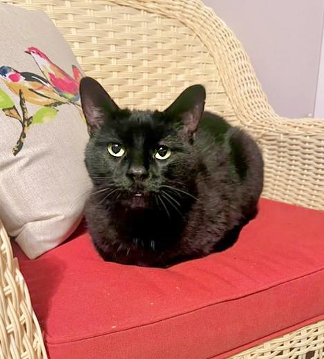 Ooky, Adoptable, Adult Male Domestic Short Hair.