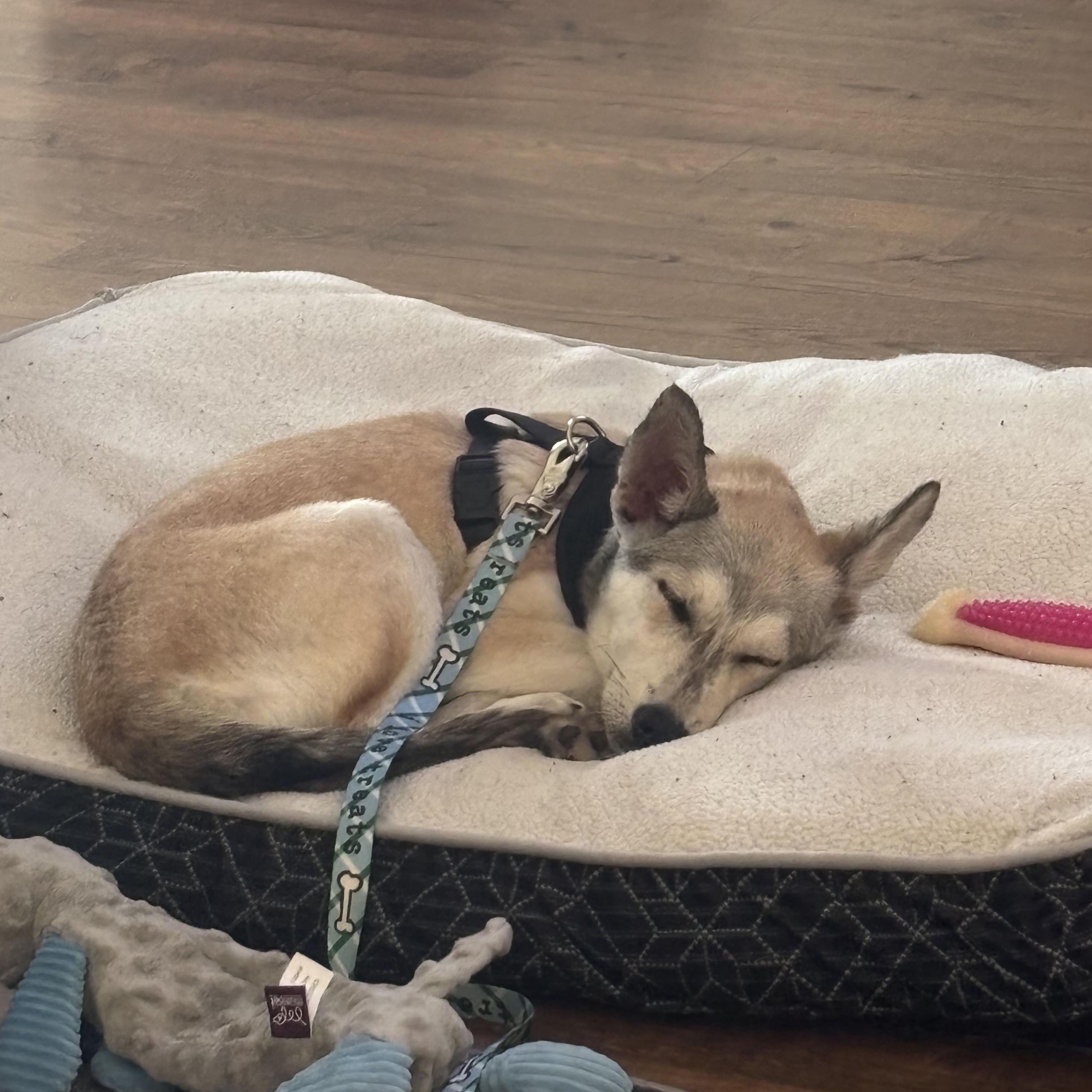 Skye, Adoptable, Puppy Female Siberian Husky & German Shepherd Dog.