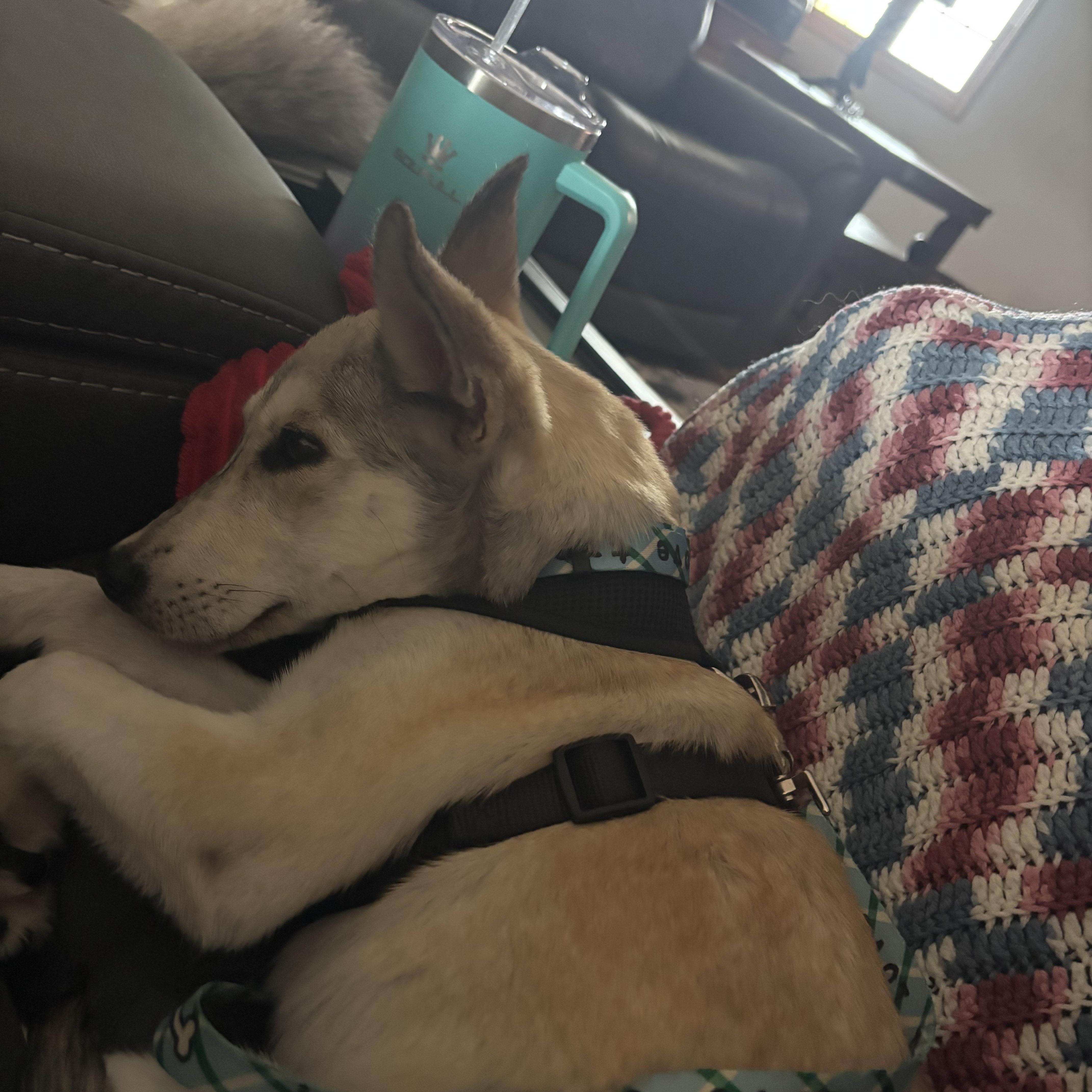 Enlarge Skye, a Adoptable mixed breed in La Motte, IA image 2/4