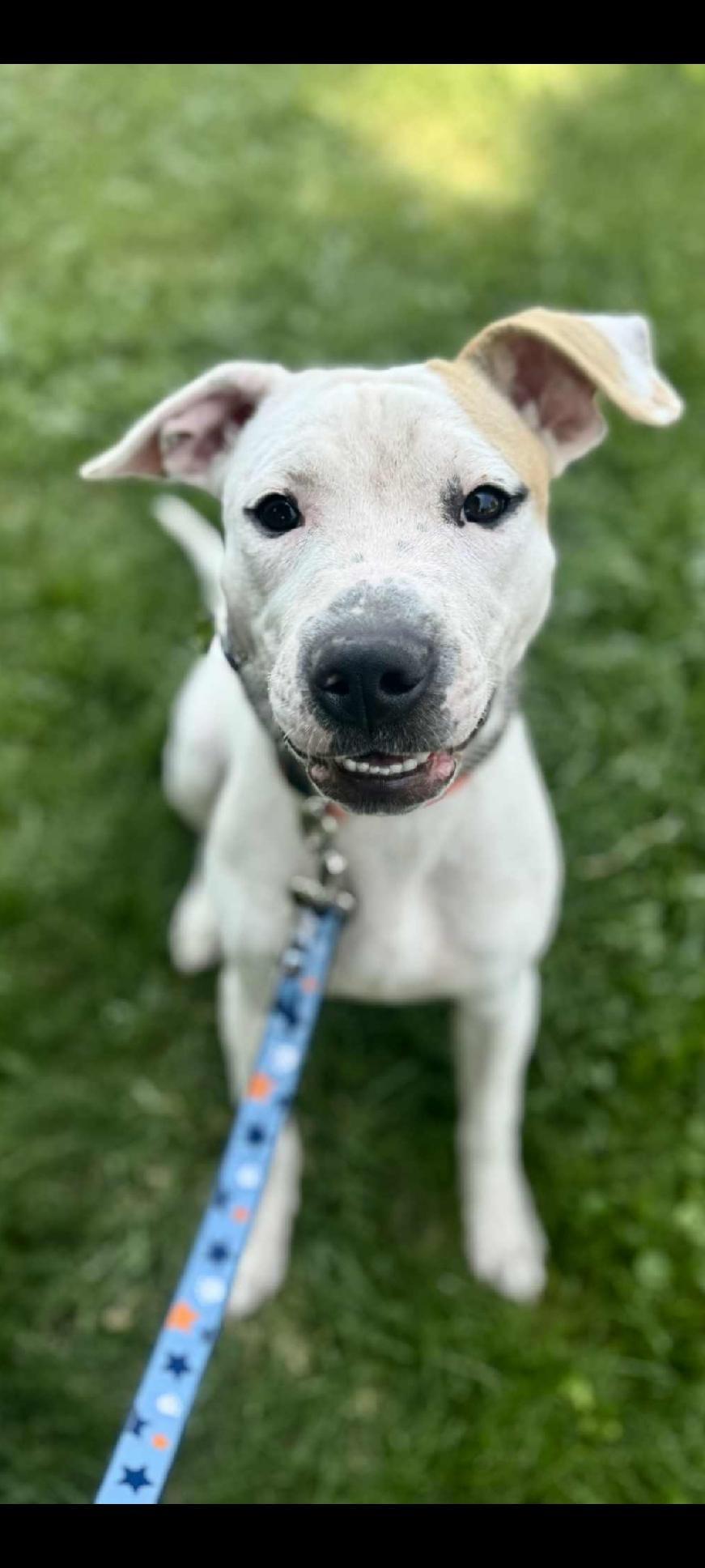 Sugar, adoptable, Young Female Terrier.