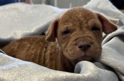 Enlarge Inez, a Adoptable mixed breed in West Memphis, AR image 1/1