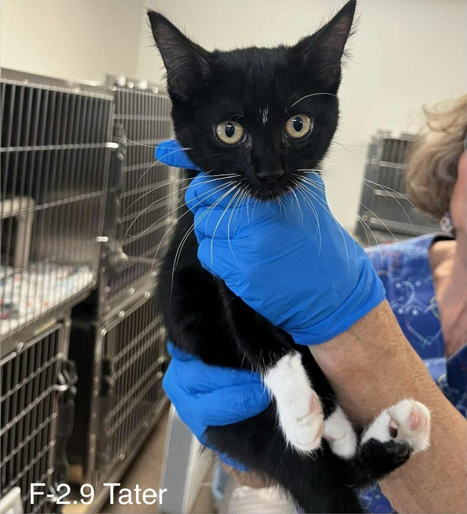 Enlarge Tater, a Adopted mixed breed in Sunrise Beach, MO image 1/3