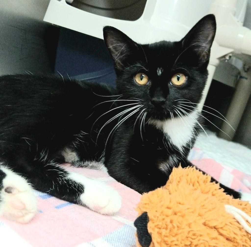 Enlarge Tater, a Adopted mixed breed in Sunrise Beach, MO image 2/3