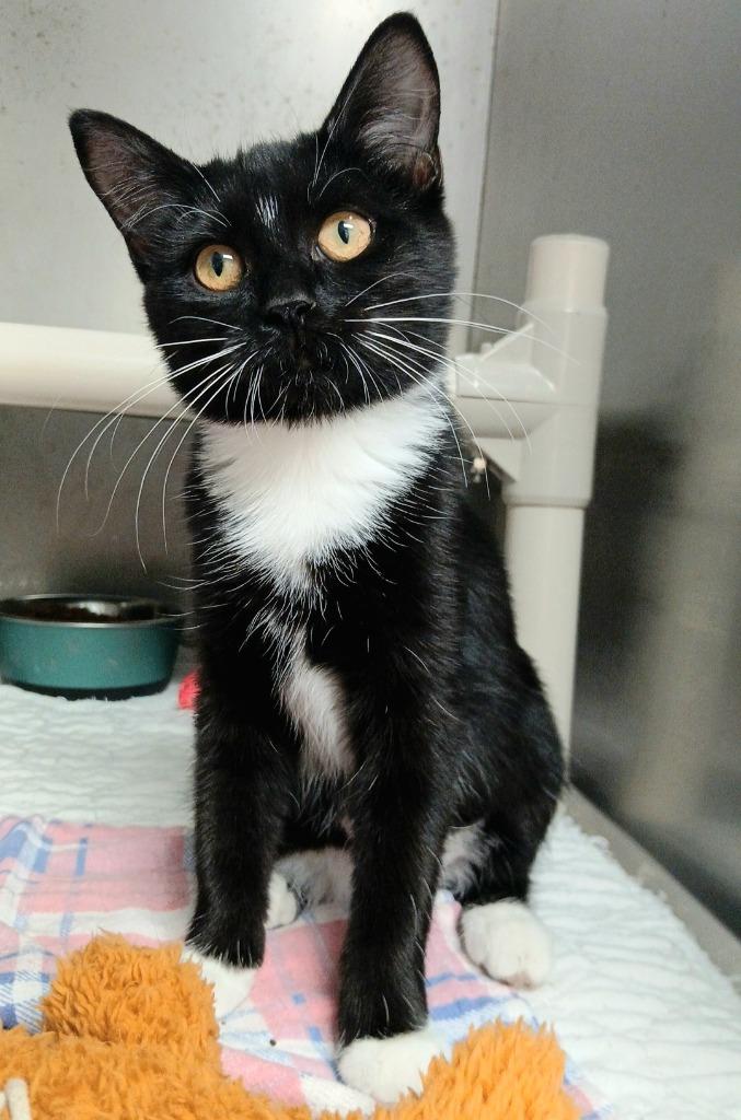 Enlarge Tater, a Adopted mixed breed in Sunrise Beach, MO image 3/3