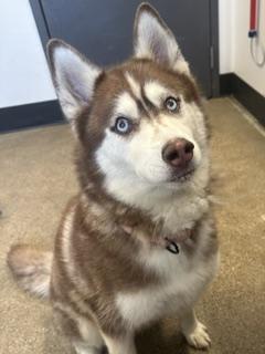 Enlarge Riley, an adopted mixed breed in Cleveland, OH image 3/4