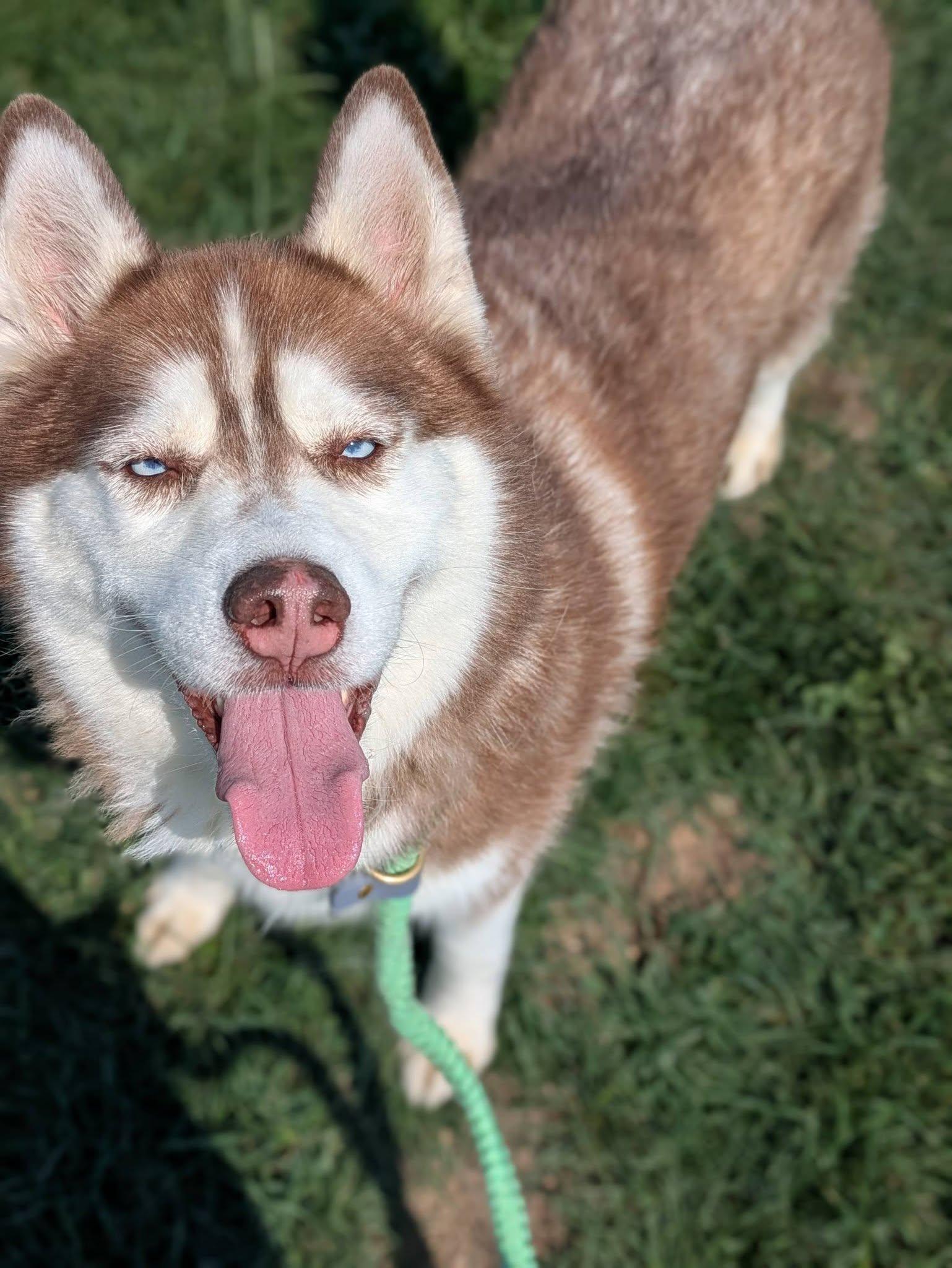 Enlarge Riley, an adopted mixed breed in Cleveland, OH image 2/4