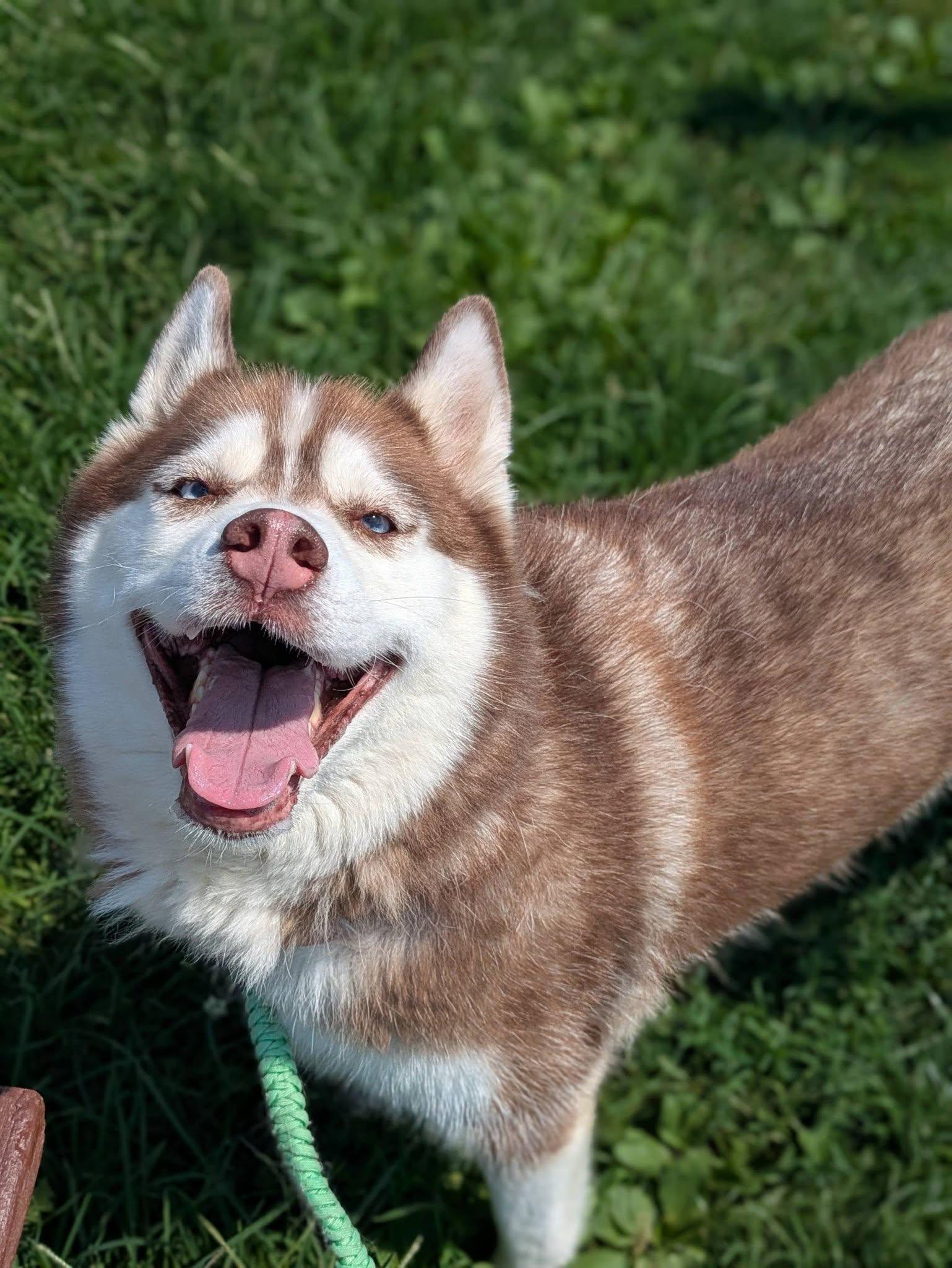 Riley, adopted, Adult Female Siberian Husky.