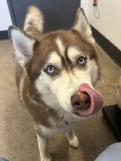 Enlarge Riley, an adopted mixed breed in Cleveland, OH image 4/4