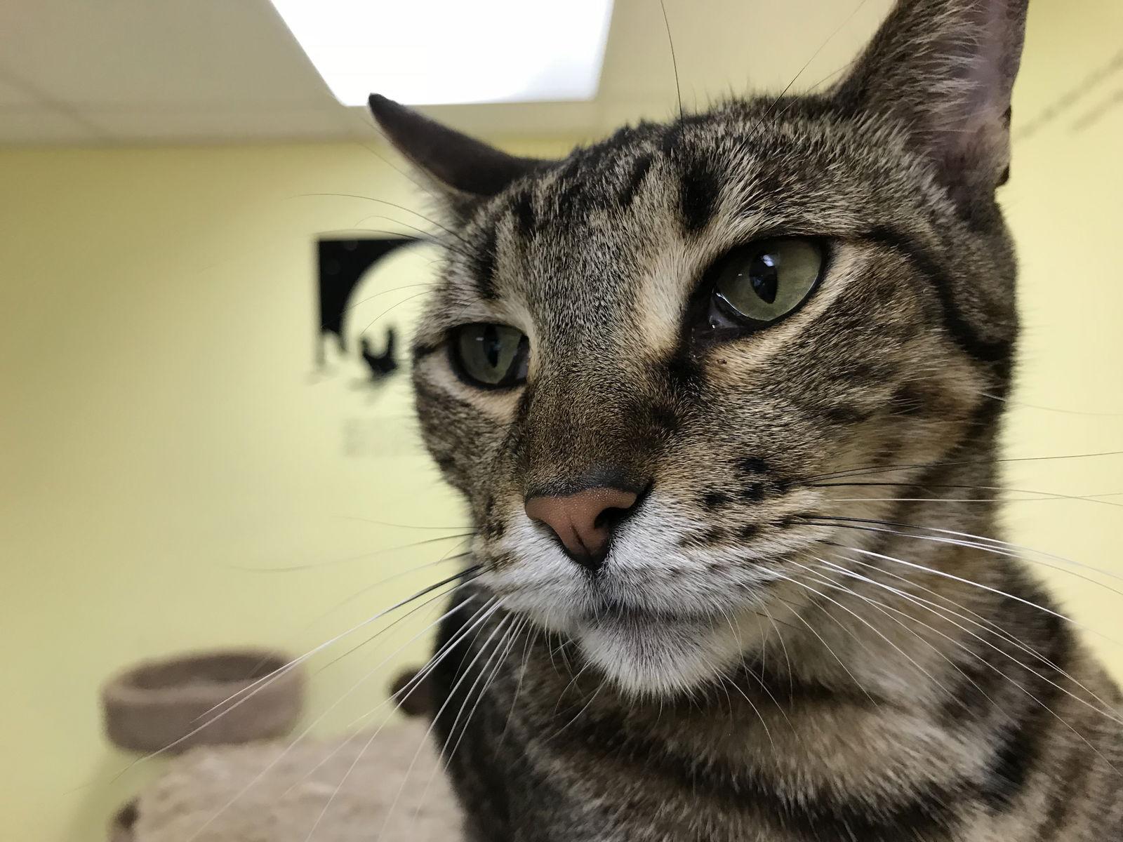 Spot, Adoptable, Adult Male Domestic Short Hair.