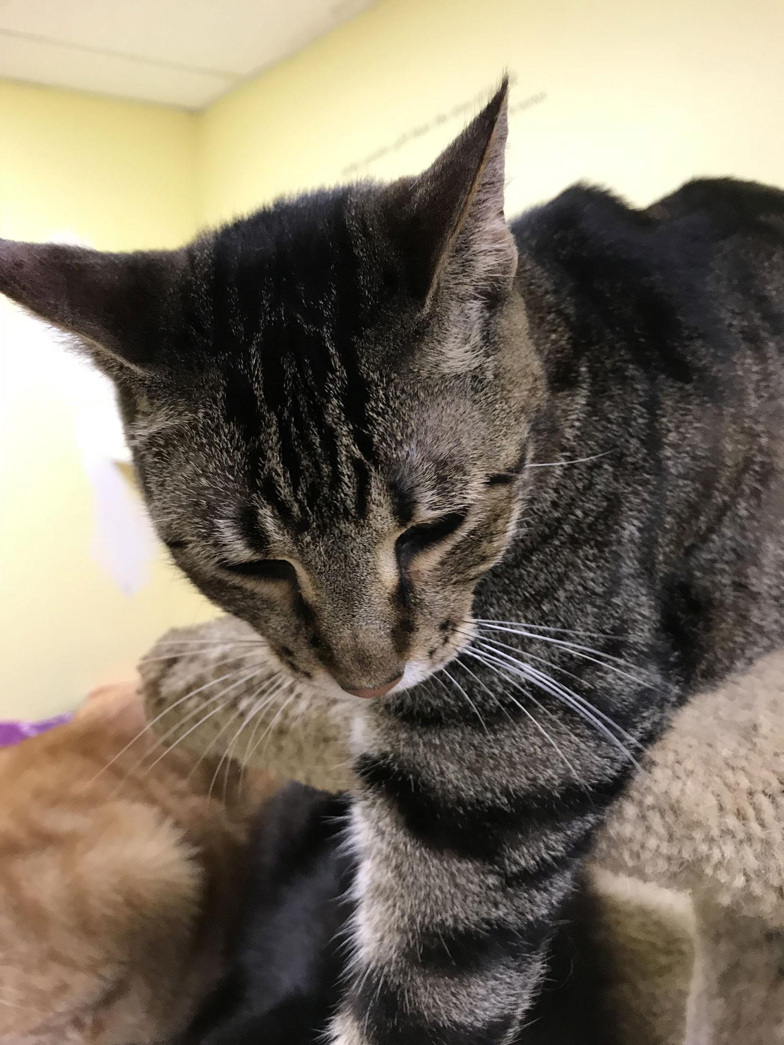 Spot, a Adoptable Domestic Short Hair in Pompano Beach, FL image 2/3