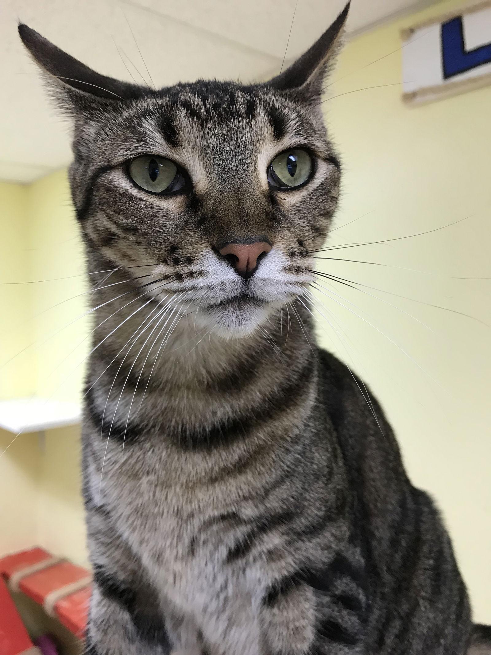 Spot, a Adoptable Domestic Short Hair in Pompano Beach, FL image 3/3