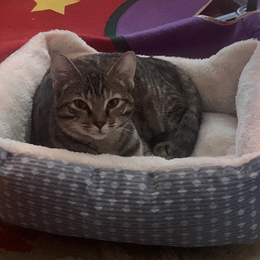 Lucille, Adoptable, Adult Female Domestic Short Hair & Domestic Short Hair.