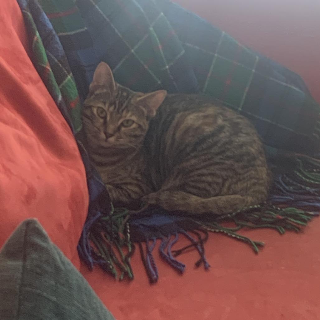 Lucille, a Adoptable mixed breed in La Grange, KY image 2/4