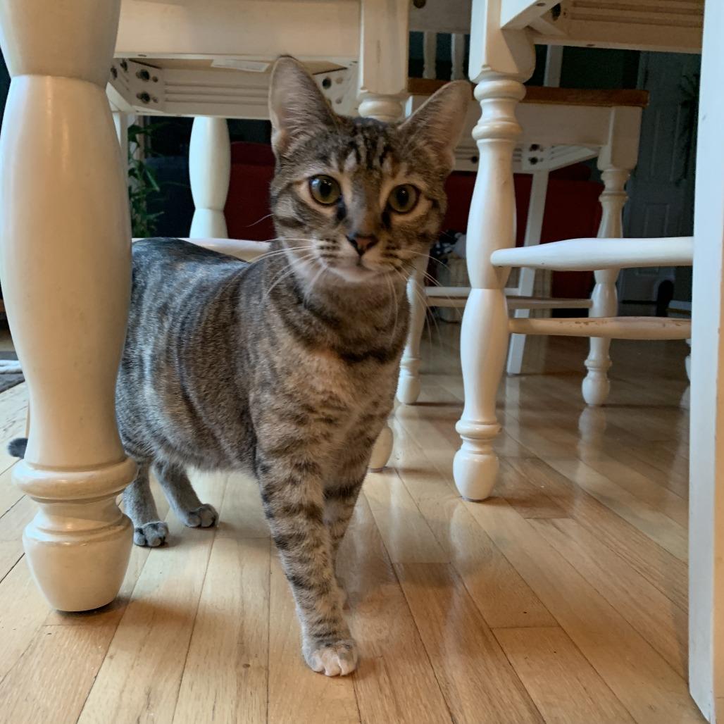 Lucille, a Adoptable mixed breed in La Grange, KY image 3/4